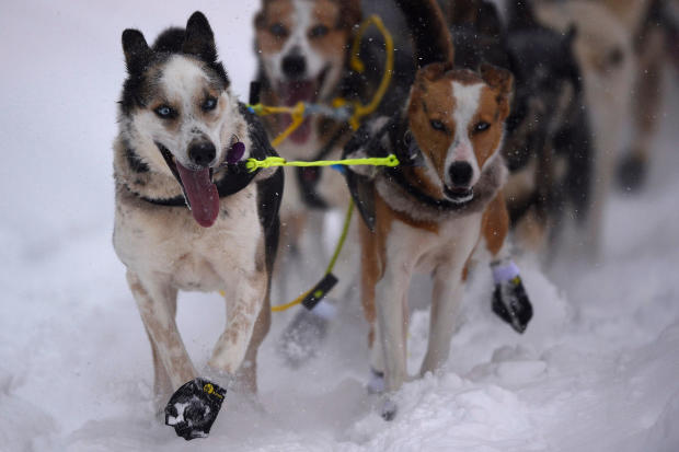 2020 Iditarod Sled Dog Race 