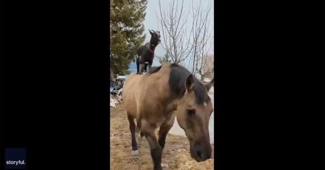 Goat hitches a ride on horse CBS News