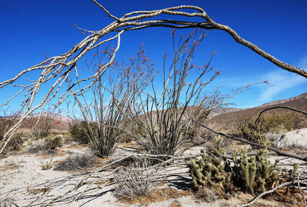 California's Anza-Borrego Desert State Park Threatened By Climate Change 