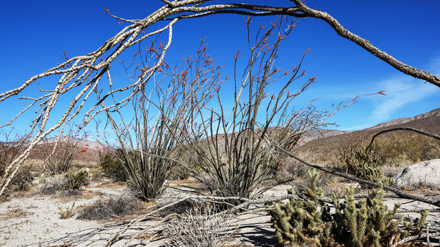 California's Anza-Borrego Desert State Park Threatened By Climate Change 