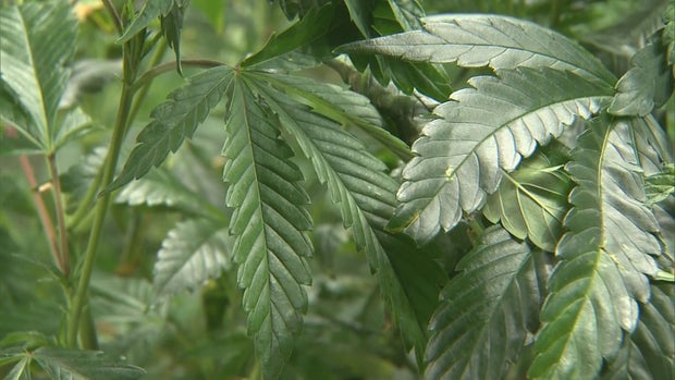MARIJUANA EQUITY 10 PKG.transfer_frame_646