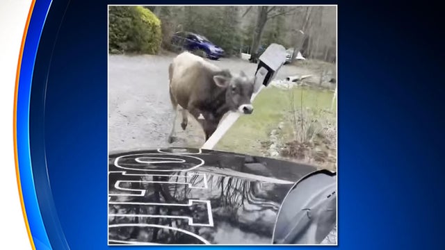 steer-vs-mailbox.jpg 