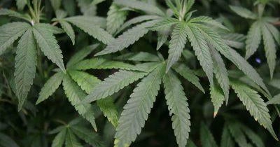 Tonight: CBS News Miami to host debate on Amendment 3 recreational marijuana Tonight: CBS News Miami to host debate on Amendment 3 recreational marijuana