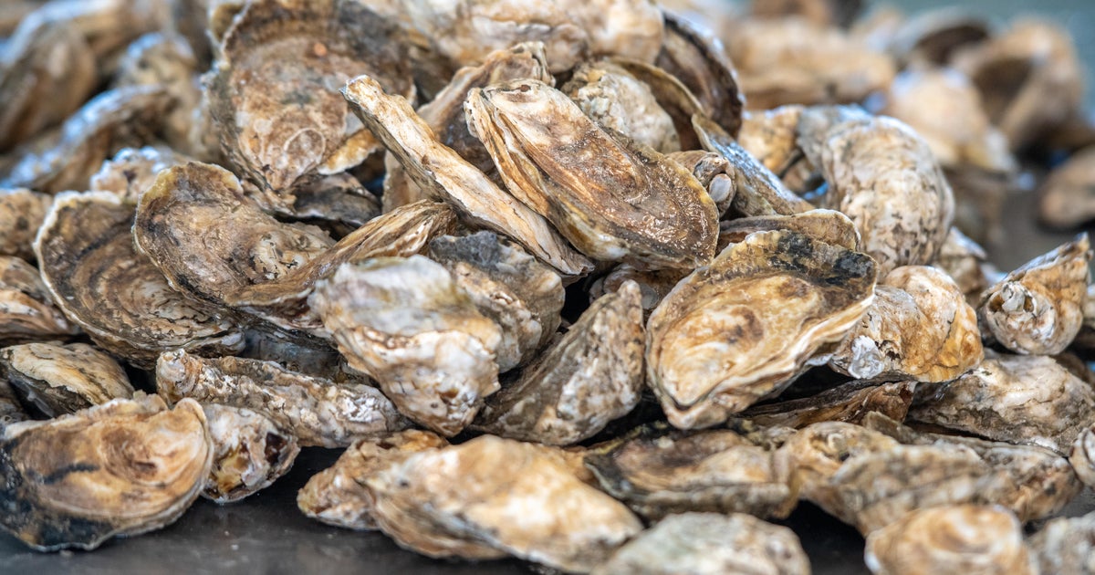 29 Minnesotans suffer norovirus symptoms after eating raw oysters CBS