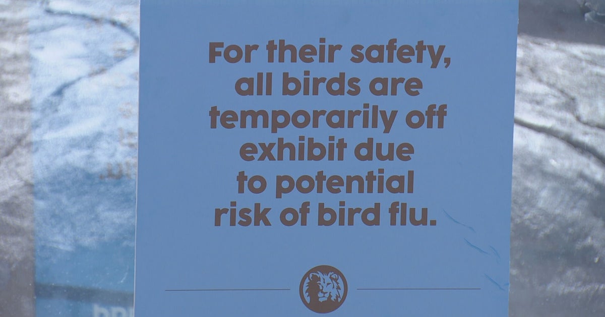 Bird Flu Detected In 3 Counties Across Colorado, Denver Zoo Temporarily