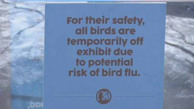 BIRD-FLU-5VO.transfer_frame_319.jpeg 