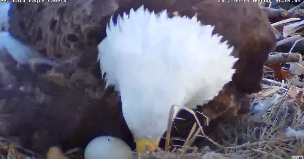 Eaglet Watch At U.S. Steel Nest As Pip Appears In First Egg CBS