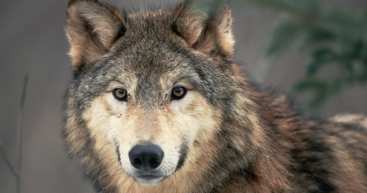Hunter kills gray wolf in Southwest Michigan, while state's known population is located in Upper Peninsula