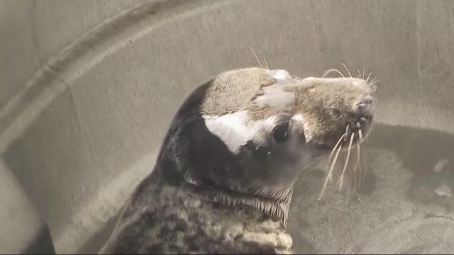 long-island-seal-rescued-mclogan.jpg 