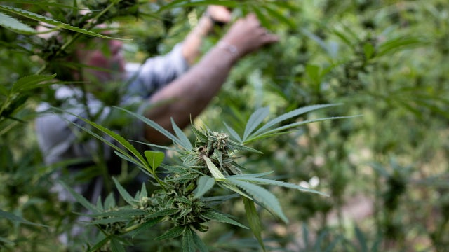 Harvesting the marijuana crop