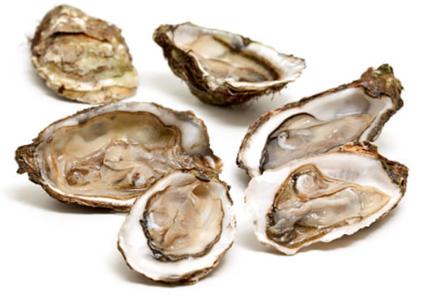 oysters.png 