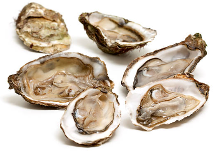 oysters.png