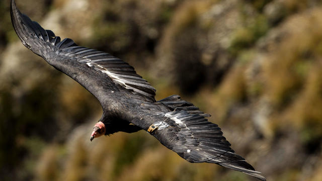 A California Condor soars along the Pacific Ocean shoreline in Big Sur, Calif. on Tuesday August 17, 2010. A number and transmitter identifies the bird as one that is part of the California Condor recovery program at the Pinnacles National Monument. Many 