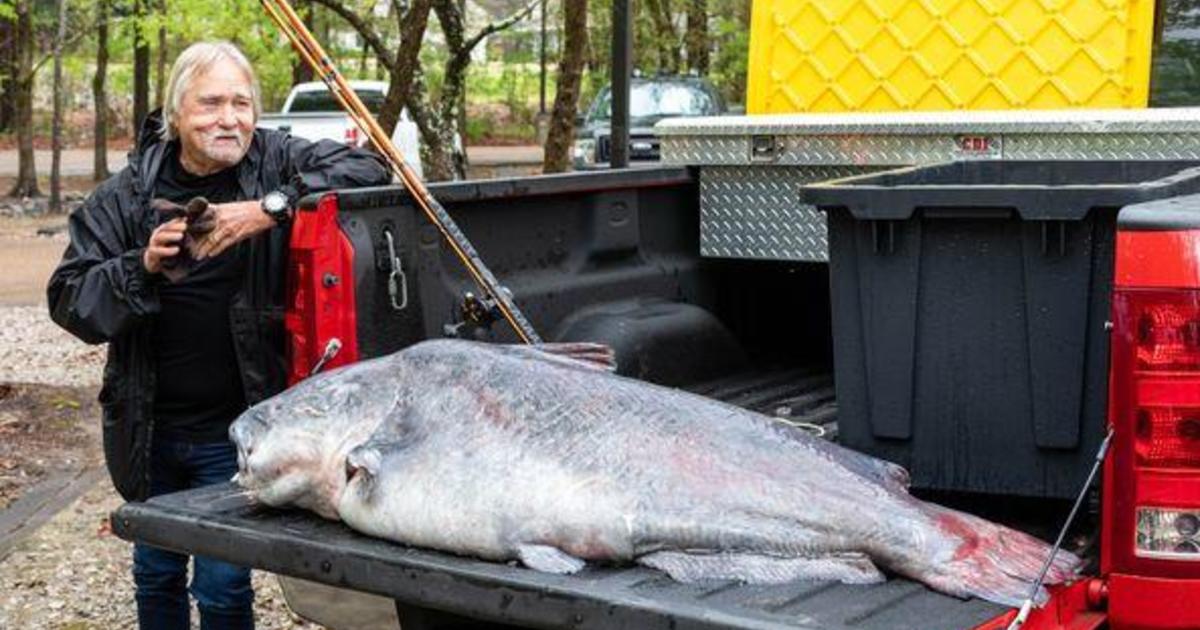 A fish of a lifetime: Record 131-pound catfish caught in Mississippi - CBS  News