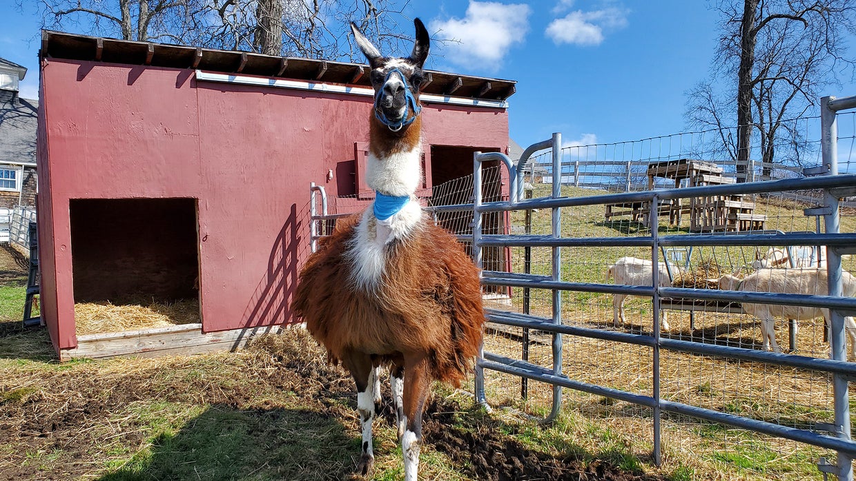 OneEyed 'Highly Intelligent' Llama Up For Adoption In Massachusetts CBS Boston