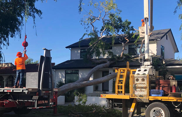 tree-on-culver-city-house.jpg 