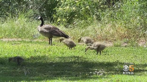 Santa Clara Central Park Geese 