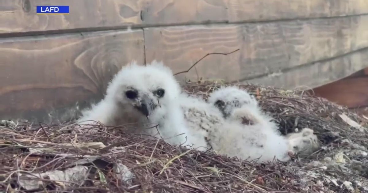 LA firefighter rescues owlet that fell from nest on top of Woodland