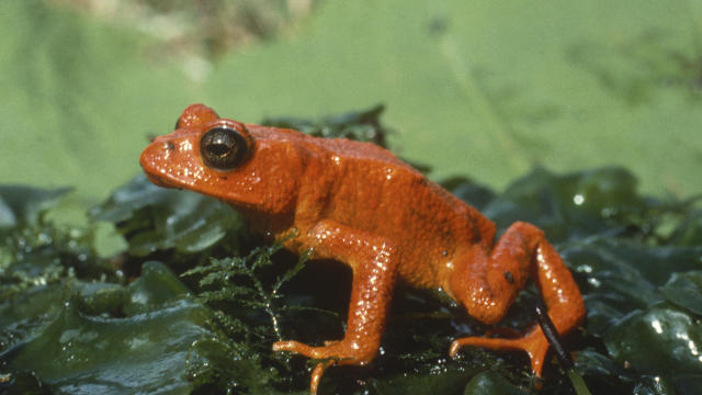 Golden toad sole habitat on Earth.  Became extinct as predicted. 