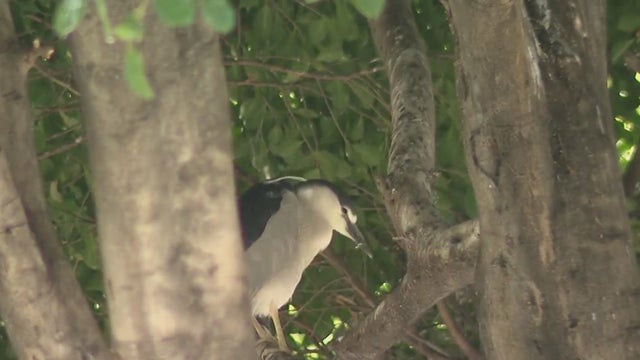 oakland_heron_041422.jpg 