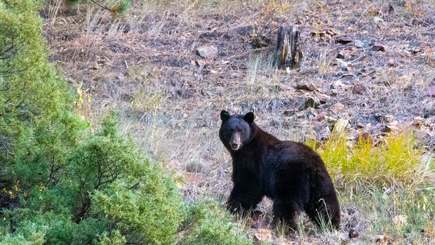 Bear (Jason Clay-CPW) copy 