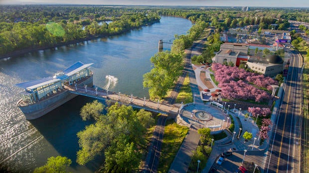 cherry blossoms aerial 