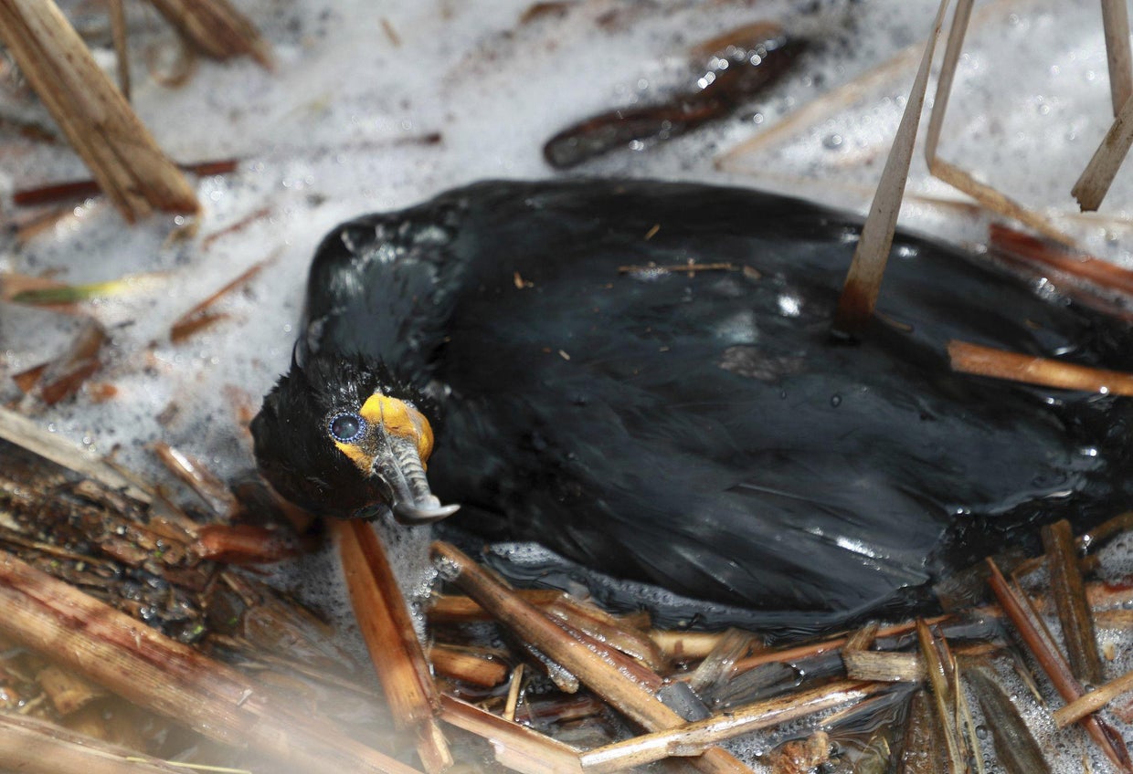 More than 200 birds at Illinois forest reserve believed to have been ...