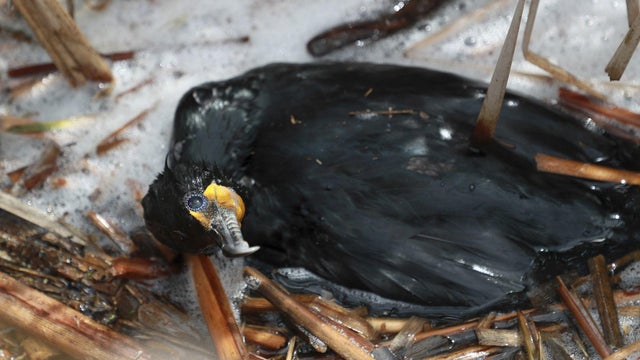US-NEWS-ILL-BIRD-DEATHS-1-TB 