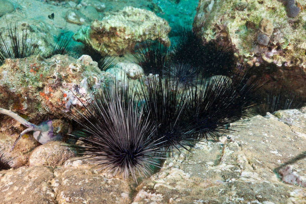 Mysterious die-off of sea urchins in the Caribbean is 