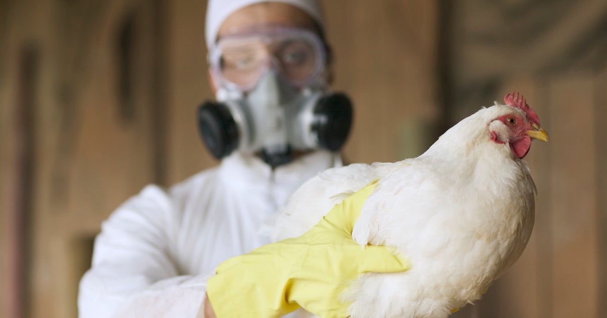 3 new cases of bird flu detected in Stanislaus County