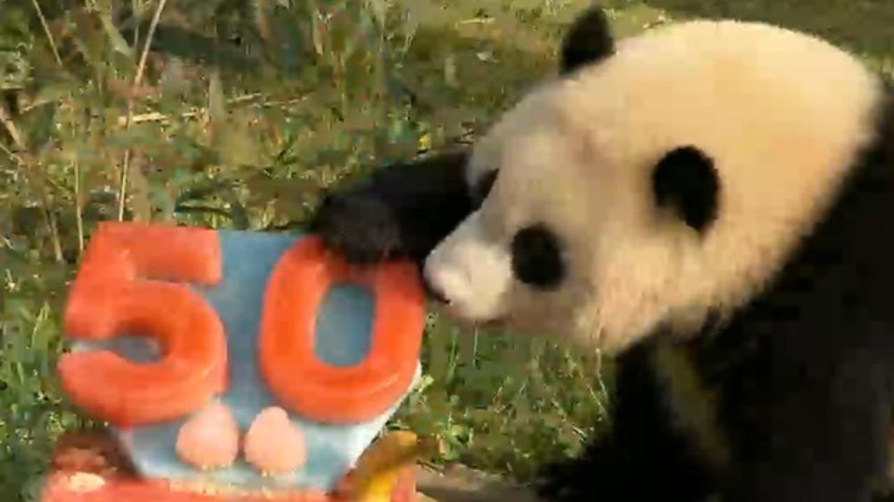 Giant pandas celebrate 50-year anniversary of  program - CBS News