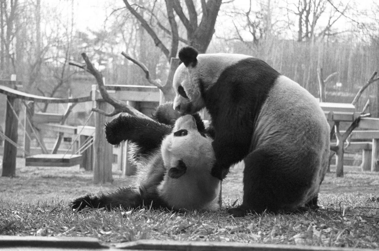Giant pandas celebrate 50-year anniversary of U.S.-China program - CBS News