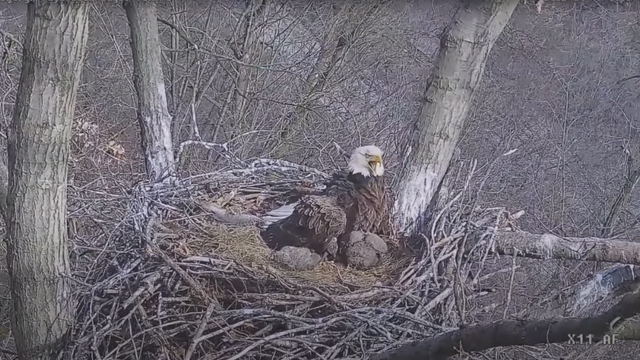 hays-mamma-eagle-intruder.png 
