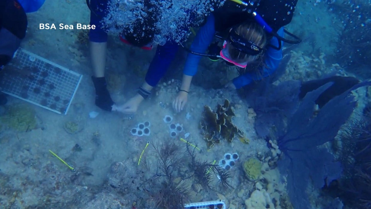 Earth Day Boy Scouts Helping To Regrow Florida's Vulnerable Coral