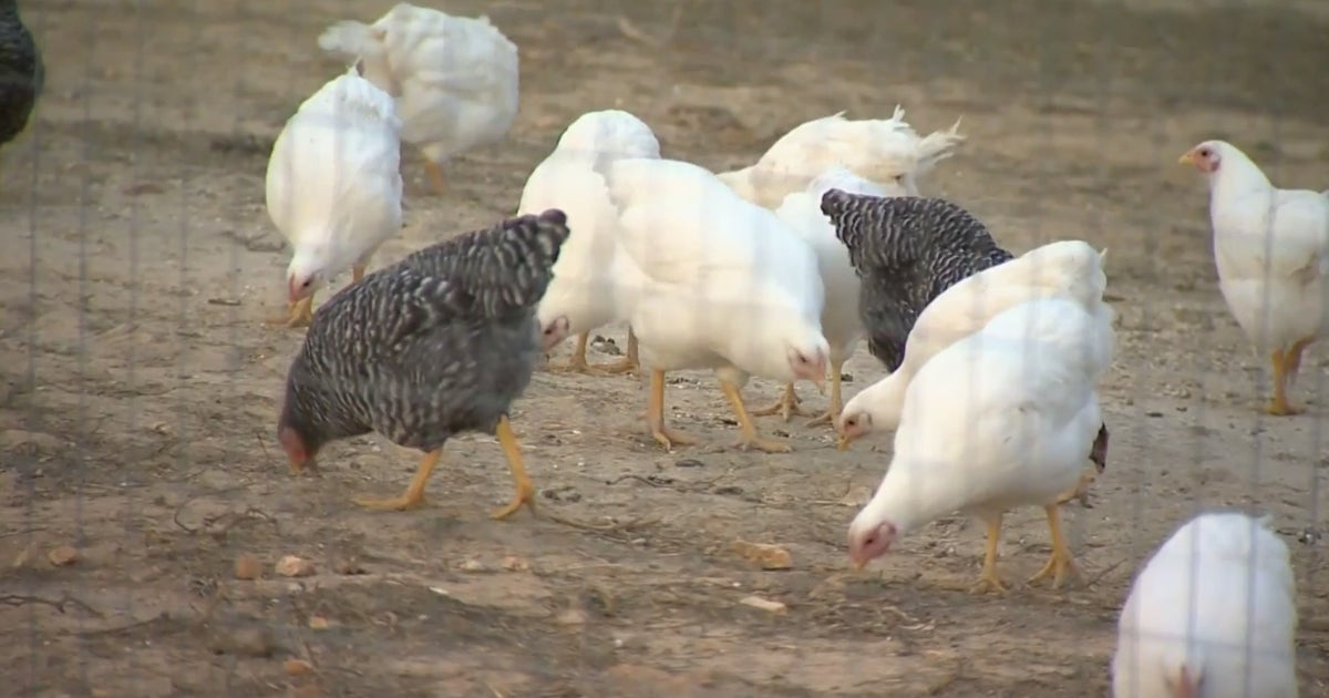 Bird Flu Drives Farms To Send Free-Range Hens Indoors - CBS Minnesota