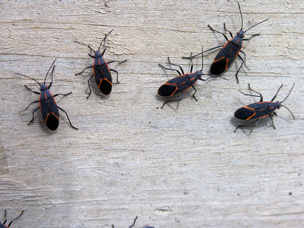 Boxelder Bugs 