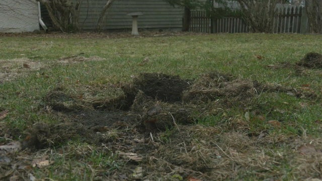 6p-PKG-Raccoon-Yard-Dam_WCCO1AJD.jpg 