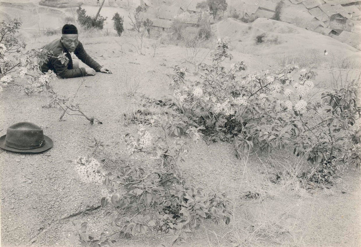 Stinky landscape trees have spawned aggressive invaders in over 30 ...