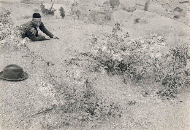 Stinky Pear Invasion 