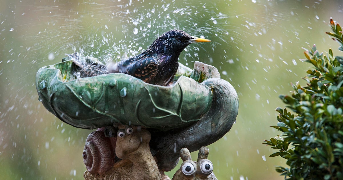 Illinois Department of Natural Resources calls for removal of bird