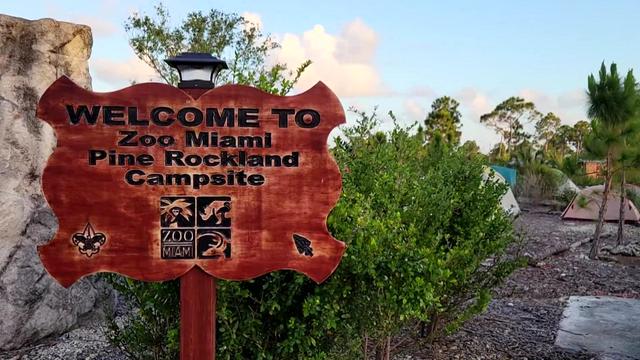 23-SOT-ZOO-MIAMI-CAMP-S_WFOR5IIH_2.jpg 