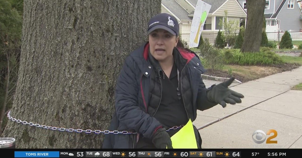 Woman chains herself to 80yearold tree to prevent village from taking it down CBS New York