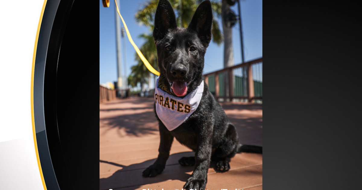 Hi, Bucco: Meet the Pittsburgh Pirates' team dog - CBS Pittsburgh
