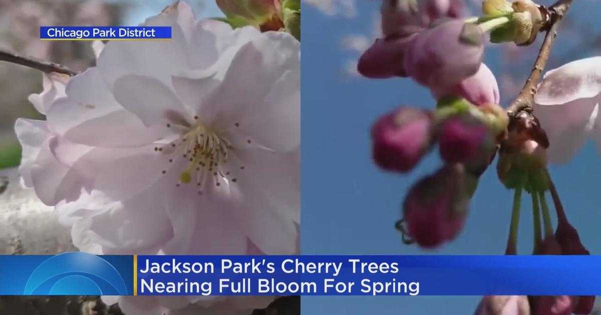 Jackson Park cherry blossoms to bloom within the next week CBS Chicago