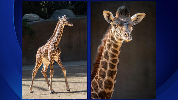 la-zoo-tallest-baby-giraffe.jpg 