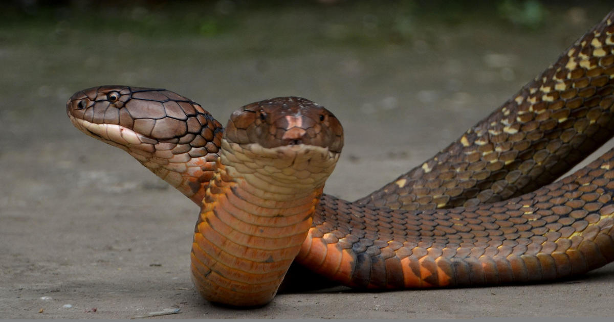 Study finds 21% of the world's reptiles are threatened with extinction —  including the king cobra - CBS News