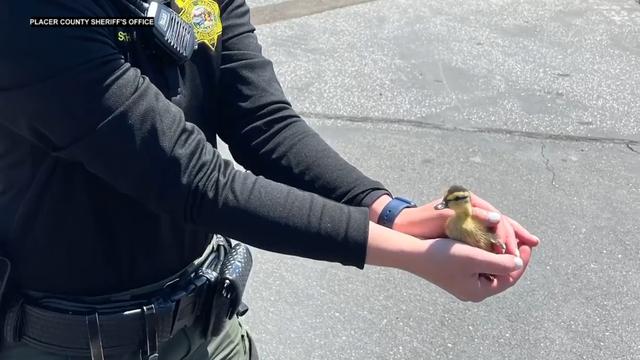 DUCKLINGS-RESCUED-PLACER-SHERIFF.jpg 