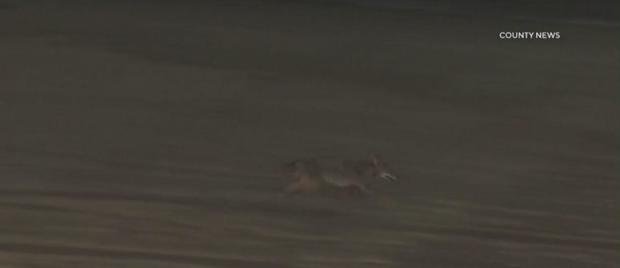 Girl attacked by coyote near Huntington Beach Pier 