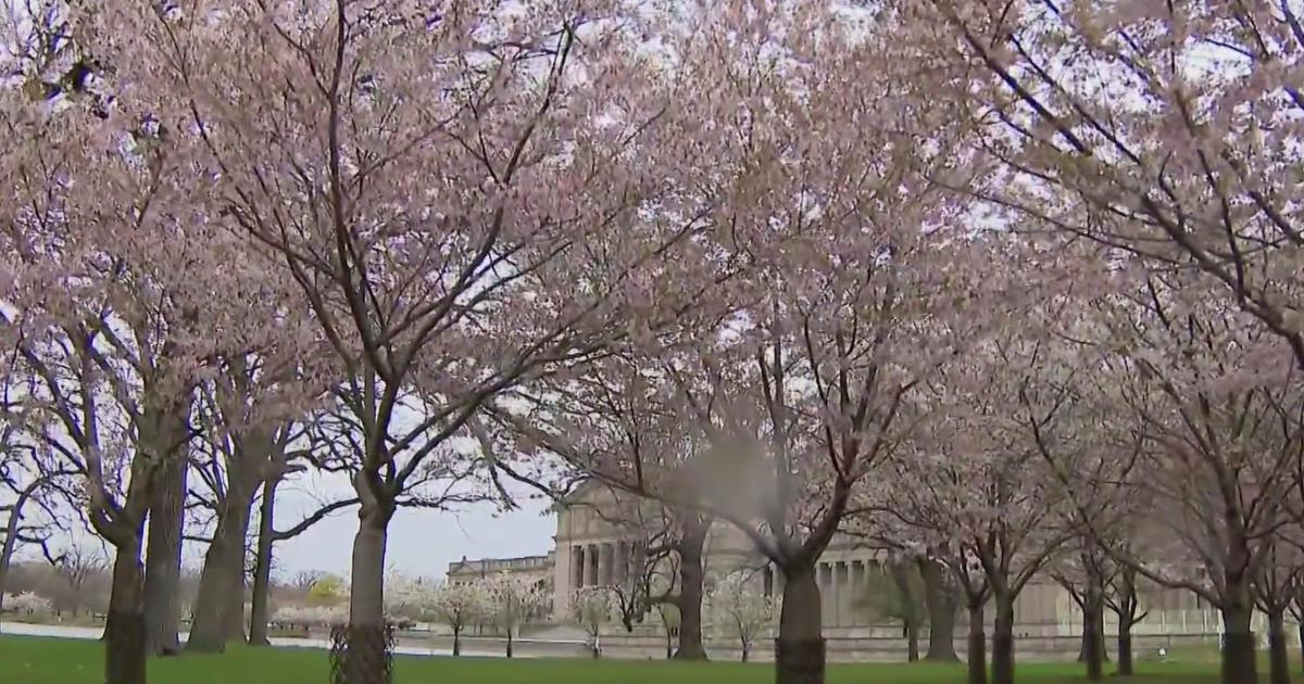 Cherry blossoms blooming in Jackson Park CBS Chicago