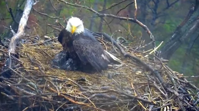 eaglecam.jpg 